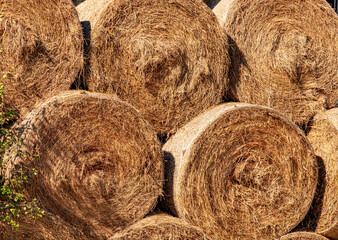A Bunch of Hay