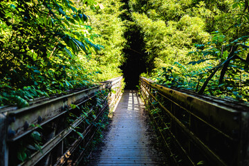 bridge in the forest