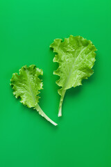 Salad leaves on green background. Green color concept.