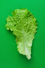 Salad leafe on green background. Green color concept.