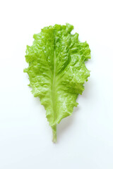 Fresh salad leaf isolated on white background