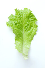 Fresh salad leaf isolated on white background