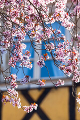 Spring Season Impression Detail / Blossoms of cherry tree at springtime with old town building window background (copy space) - 481910586