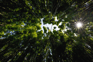 sun shining through trees