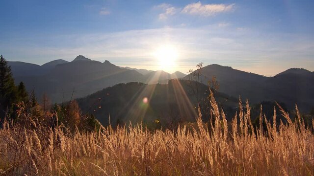 Dry grass in golden light, the rays of the sun illuminate the grass. Mountain Carpathian landscape