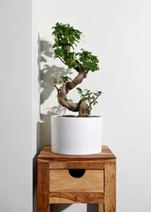 Foto op Plexiglas Ginseng ficus bonsai plant in white pot on table with drawer © Brett
