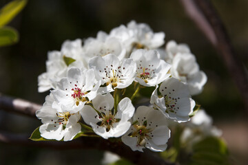 Beautiful white flowers, flowering pear tree in the garden