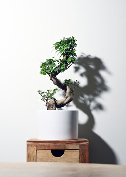Ginseng ficus bonsai plant in white pot with shadow on wall