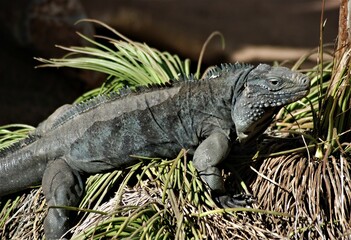 Grand Cayman iguana