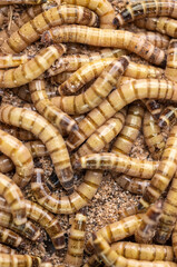 Group of worms Zophobas morio.  Close up shooting of  Worms. Selective focus.