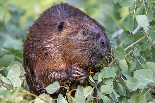 beaver portrait 