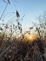 reeds in the morning