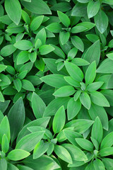 Close up photo of fresh green alstroemeria leaves