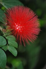 Red Powder Puff