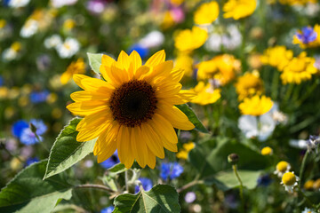 Single sunflower in a flower field at the island of Fehmarn, Schleswig Holstein, Germany.