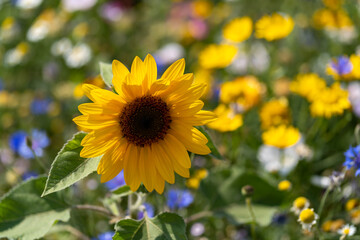 Obraz premium Single sunflower in a flower field at the island of Fehmarn, Schleswig Holstein, Germany.