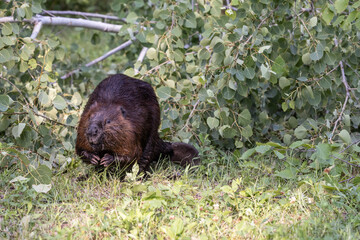 beaver in trees  © cherwoman730
