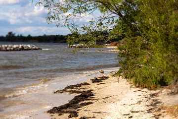 patuxent river shore view on a windy day at jefferson patterson park in calvert county maryland