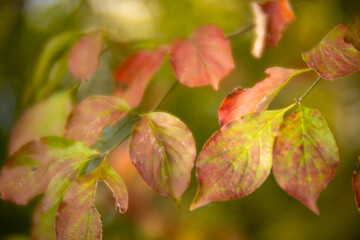 dogwood tree foliage in autumn sof colorful autumn fall background 