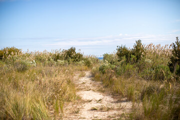 path way to the beach autumn shoreline plants at flag ponds nature park on the chesapeake bay in...