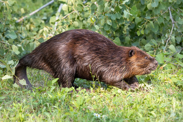 beaver-sideview 