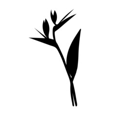 Vector silhouette of strelitzia flower. Strelitzia, bird of paradise, crane lily. Isolated on white background.