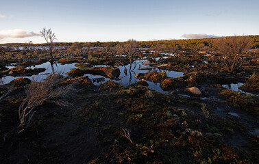 Early morning landscape in the Central Plateau Conservation Area, Tasmania.