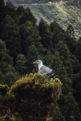 Fototapeta premium seagull on rock