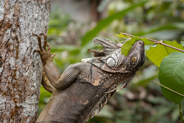 iguana lizard climbing a tree to eat a fresh leaf