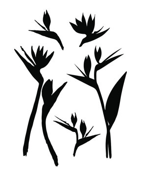 Strelitzia flower silhouette illustration. Vector tropical flower isolated set. Strelitzia, bird of paradise.