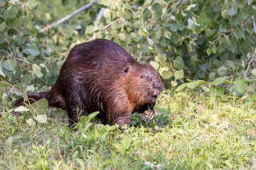 beaver coming out of the woods