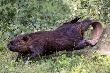 beaver stomping the ground in anger 