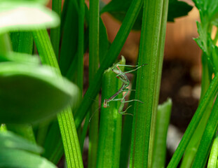 Baby mantis