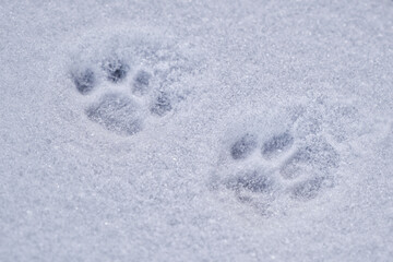 Cat footprints on snow surface close-up. Pets walk outdoors in cold winter season.