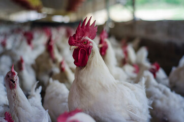 Gallo blanco y gallinas en galpón