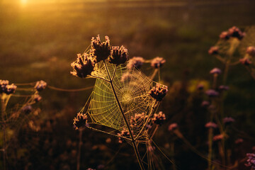 spider web in the morning