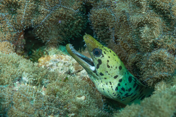 murena maculata, Gymnothorax fimbriatus, nella tana tra le rocce