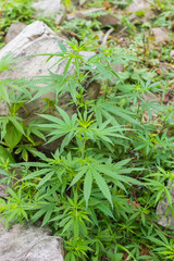 Hemp thickets in the Himalayas