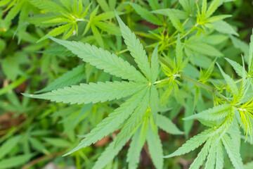 Hemp plant leaf shot close