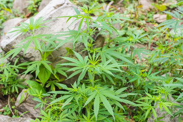 Thickets of hemp plants among stones in Nepal