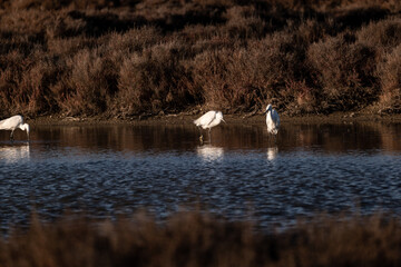 snowy egret in the marsh