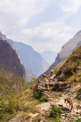 Loaded donkeys on a trail in the mountains in the Manaslu region