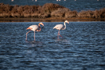 flamingos in the water