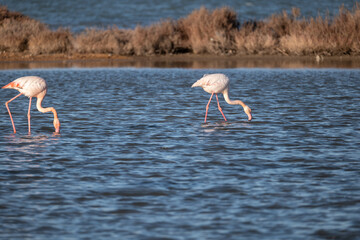 flamingos in the water