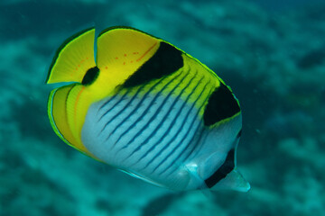 Pesce farfalla, Chaetodon falcula, mentre nuota sulla barriera corallina © Massimo