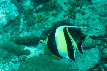Fototapeta na wymiar pesce idolo moresco, Zanclus cornutus, mentre nuota nella barriera corallina