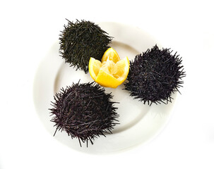 sea urchin in studio