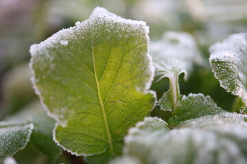 frost on a leaf