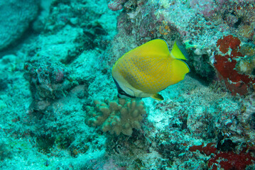 Fototapeta na wymiar Pesce farfalla dalle labbra nere, Chaetodon kleinii, sulla barriera corallina