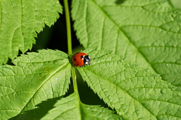 Ladybug (lat. Coccinellidae) destroys aphids on leaves and saves plants from death.